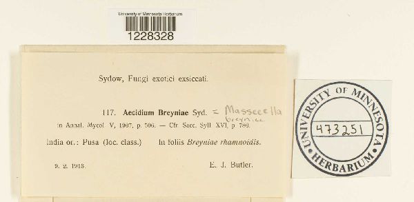 Masseeëlla flueggeae image