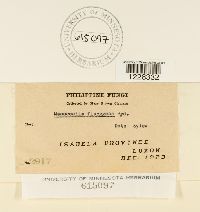 Masseeëlla flueggeae image