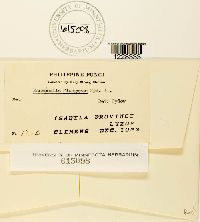 Masseeëlla flueggeae image