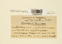 Melampsora euphorbiae image