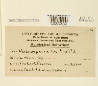 Media resource of Melampsora lini