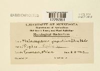 Melampsora medusae image