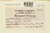 Melampsora medusae image