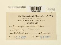 Melampsora medusae image