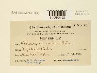 Melampsora medusae image