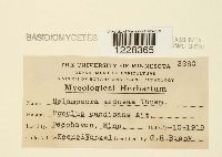 Melampsora medusae image