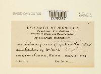 Melampsora medusae image