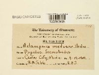 Melampsora medusae image