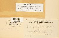 Melampsora medusae image