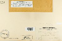 Melampsora medusae image