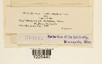 Melampsora betulina image