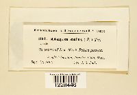 Melampsora betulina image