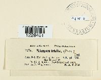 Melampsora betulina image