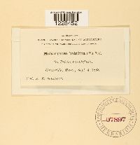 Melampsora betulina image