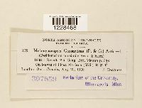 Melampsoropsis cassandrae image