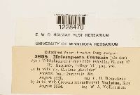 Melampsora crotonis image