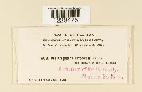 Melampsora crotonis image