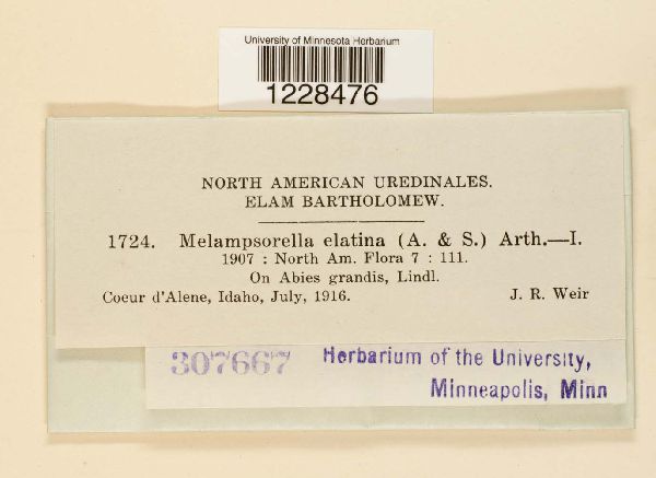Melampsorella elatina image