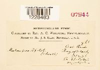 Melampsora epilobii image