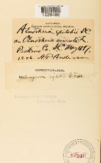 Thumbnail image of current specimen