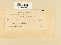 Melampsora epilobii image