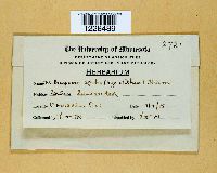 Melampsora epitea image