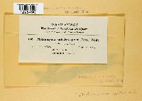 Melampsora epitea image