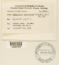 Melampsora euphorbiae image