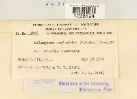 Melampsora euphorbiae image