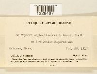 Melampsora euphorbiae image