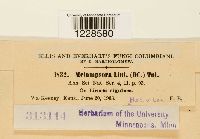 thumbnail image of current specimen