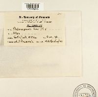 thumbnail image of current specimen
