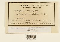 Melampsora medusae image