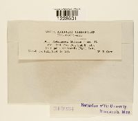 Melampsora medusae image