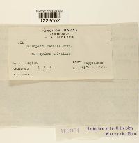 Melampsora medusae image