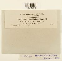 Melampsora medusae image