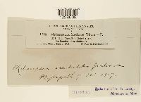 Melampsora medusae image