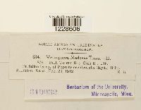 Melampsora medusae image