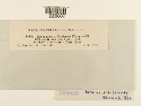 Melampsora medusae image