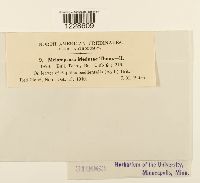 Melampsora medusae image