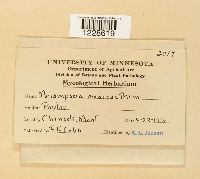 Melampsora medusae image