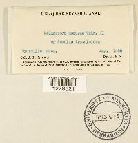 Melampsora medusae image