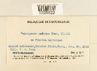 Melampsora medusae image