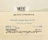 Melampsora medusae image