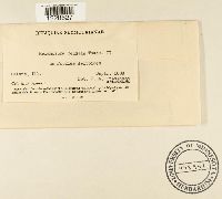 Melampsora medusae image