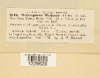 Melampsora medusae image