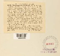 Melampsora medusae image