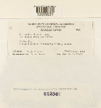 Melampsora medusae image