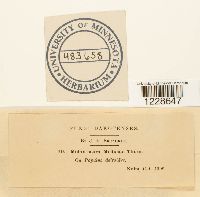 Melampsora medusae image