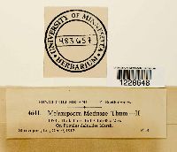 Melampsora medusae image